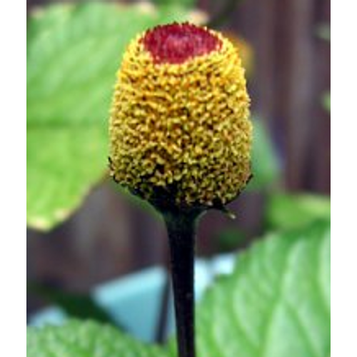 Image of Acmella kivonat 5 ml